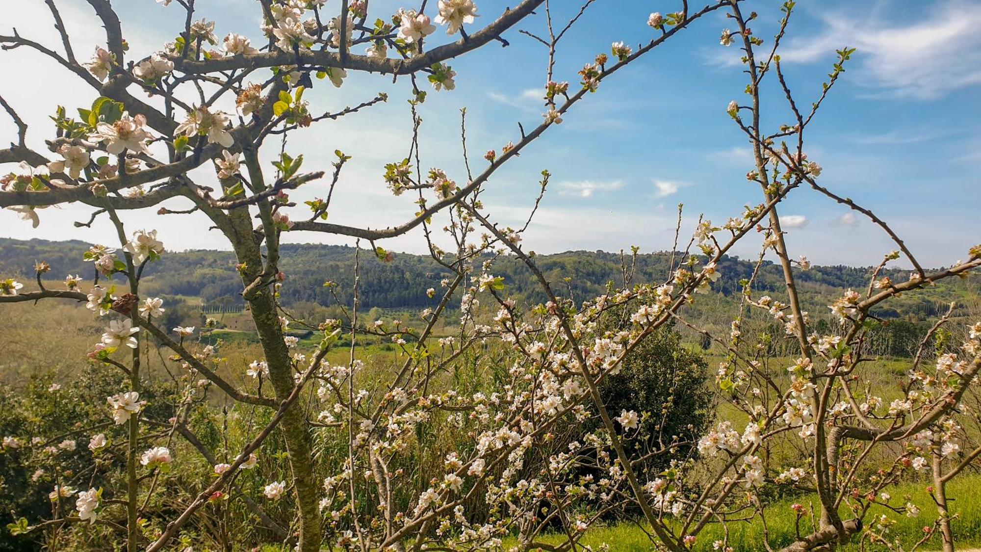 Agriturismo Podere Le Tombe Guest House ปาลายา ภายนอก รูปภาพ