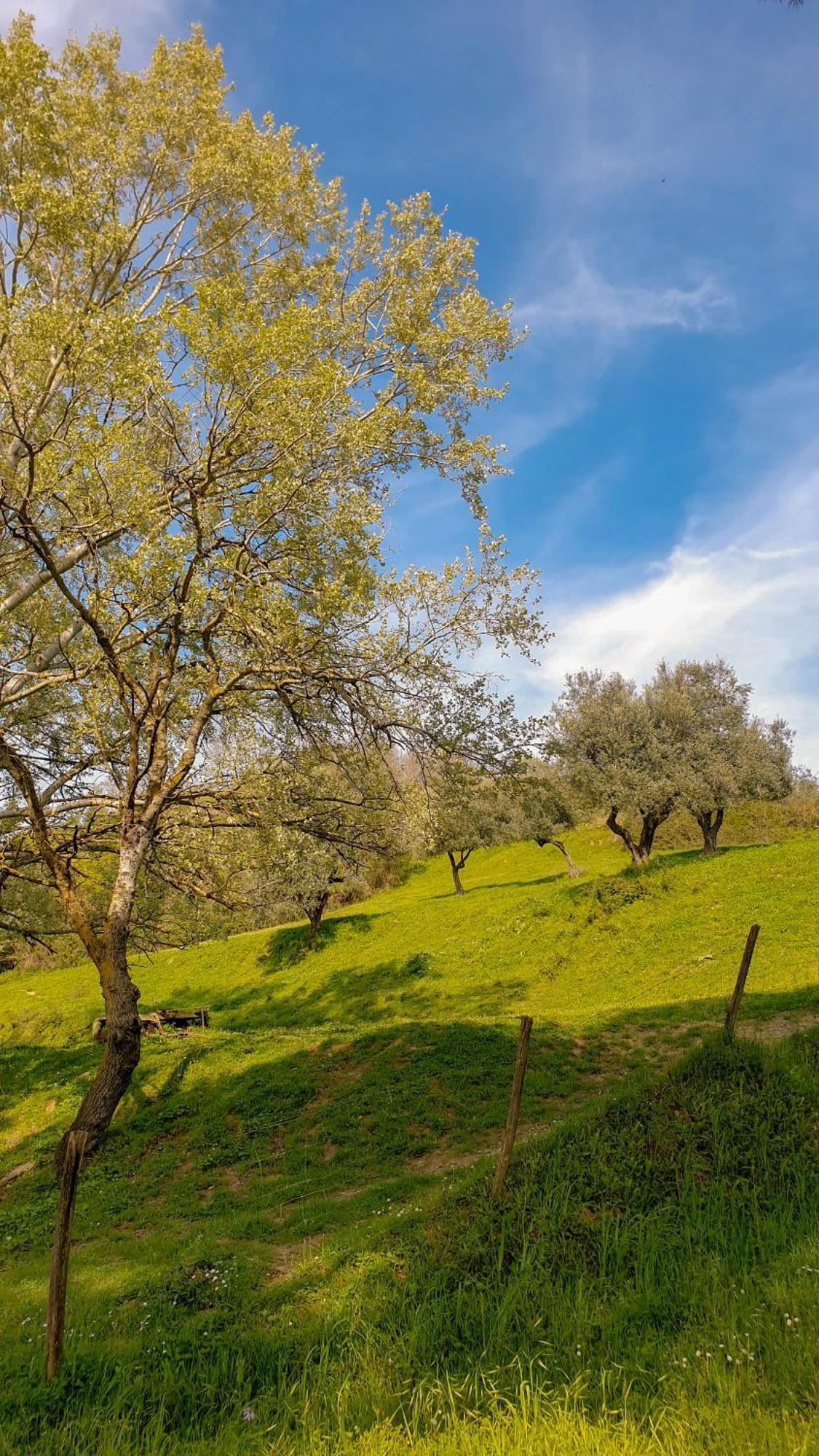 Agriturismo Podere Le Tombe Guest House ปาลายา ภายนอก รูปภาพ