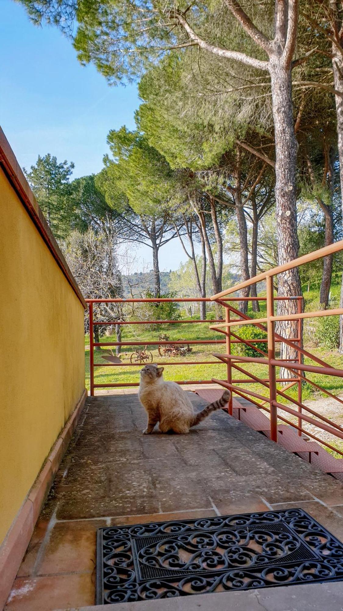 Agriturismo Podere Le Tombe Guest House ปาลายา ภายนอก รูปภาพ
